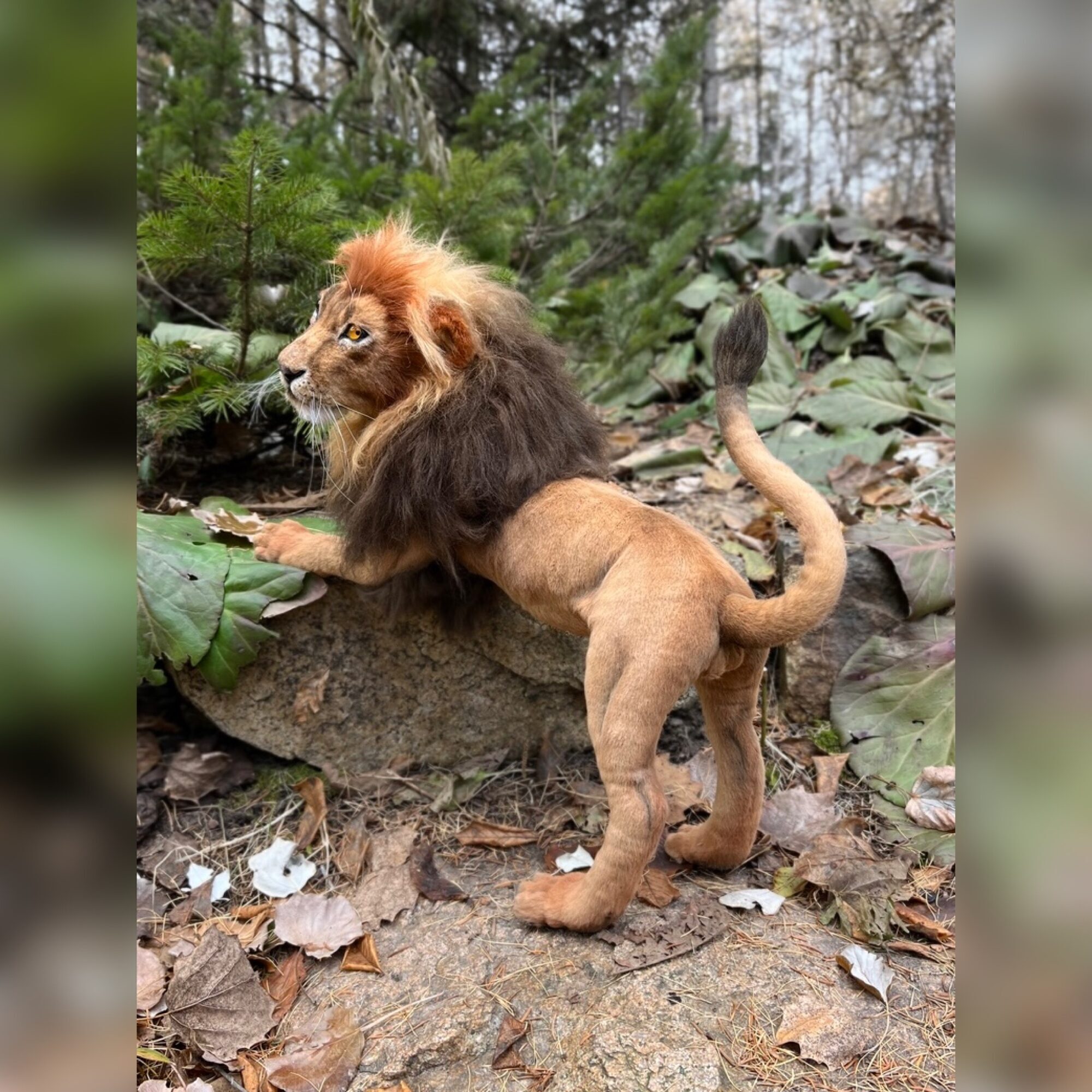Lion